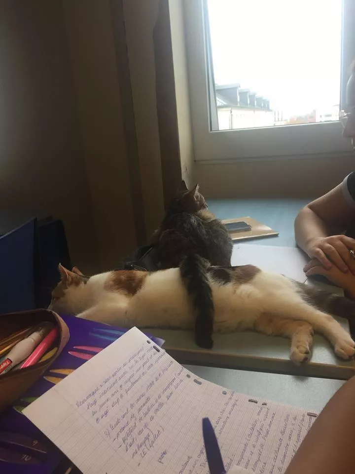 Les chats en classe